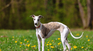 Raças magras: 6 cachorros que se destacam pelo corpo esbelto e atlético