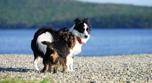Por que cachorros grandes vivem menos? Estudo encontra pista no DNA