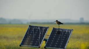 As aves de rapina em Sevilha (Espanha) encontraram um refúgio inusitado: os painéis solares