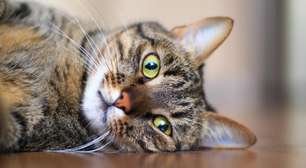Como cuidar do peso de gatos castrados: dicas para uma vida saudável