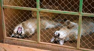 Zoológico de SP abre votação para escolher nomes de filhotes de onça-parda; veja opções