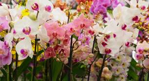 Orquídeas podem desaparecer? Veja o que novo estudo revela sobre o risco de extinção