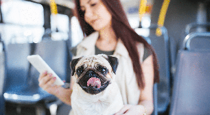 Cachorro pode andar de ônibus? Veja as cidades brasileiras em que isso é possível