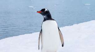 Cientistas identificaram uma nova espécie de pinguim em ilhas remotas ao norte da Antártida. É a primeira descoberta desse tipo em 100 anos