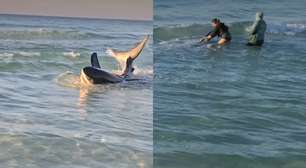 "Recusei-me a desistir dele": mergulhadora relata resgate de 2 horas de tubarão encalhado no mar