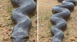 Fotógrafo faz registro impressionante de sucuri em parque no Mato Grosso do Sul
