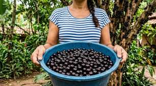 Comprou ou colheu jabuticabas demais e não consegue consumir todas? 4 passos para congelar e evitar desperdício