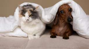 Prefeitura abre vagas para castração de animais na próxima quarta-feira
