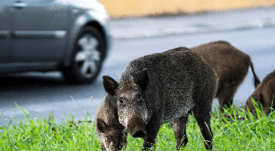 Encontrou um animal silvestre? Veja 6 cuidados importantes para evitar riscos