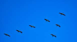Os cientistas já acreditaram que as aves migravam para a Lua o que mudou tudo foi encontrar na Alemanha uma cegonha com uma flecha africana