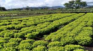 Governo de SP libera crédito de até R$ 30 mil para produtores rurais de Mogi afetados pelas chuvas