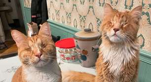 Síndrome de Marfan: conheça a doença rara identificada pela primeira vez em gatos