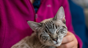 Seu gato te ignora na aparência, mas em segredo sincroniza os hormônios dele com os seus