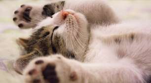 Como os gatos se tornaram símbolos de cura, conforto e afeto?