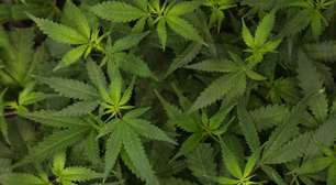 Não é pensamento lento: estudos dos EUA detectaram síndrome severa ligada ao consumo de cannabis