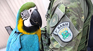 Mais de mil animais salvos: Operação Convergência desarticula crimes ambientais no RS