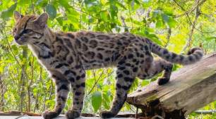Biólogos descobrem uma nova espécie de gato pela primeira vez em 100 anos