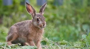 Cidade na Itália arruma solução criativa para "praga" de coelhos em cemitério