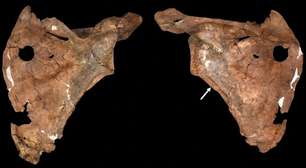 Há 75 mil anos, uma lança perfurou o peito de um neandertal: seus restos mortais indicam que eles já cuidavam de seus feridos