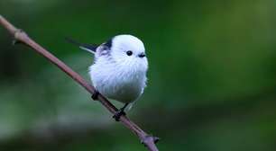 Este pequeno pássaro é a fada da neve japonesa, uma ave com uma vida social fascinante