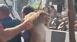 Macaco suspeito de atacar mais de 12 pessoas é capturado e agredido por moradores na Índia