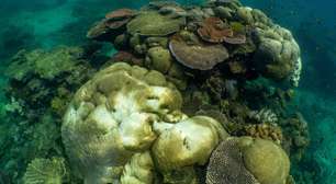 Quase todos os recifes de coral do mundo correm risco de desaparecer nos próximos 50 anos