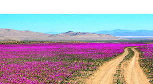 O deserto mais seco da Terra está coberto de flores silvestres neste momento
