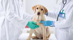 Câncer de mama em pets: veja 3 sinais de alerta que exigem atenção dos tutores