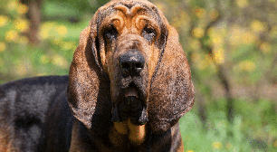 Parece tristeza, mas não é: conheça raças de cachorro com expressão melancólica