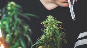 Uso combinado de cannabis e tabaco pode aumentar o risco de psicose