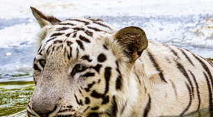 Dois tigres brancos nasceram; irmãos foram concebidos por inseminação artificial