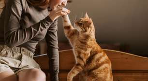 Gatos ganham espaço: felinos superam cães pela primeira vez nos lares dos EUA