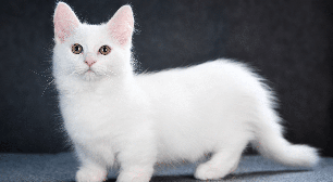 Gatos de pernas curtas: conheça 5 raças que chamam a atenção pela aparência