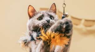 Zoomies em gatos: como transformar sustos em diversão e bem-estar