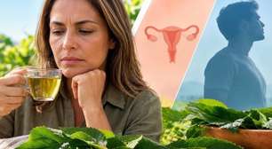 Chá de folha de amora na menopausa, para limpar o útero e para homens: o que a ciência realmente diz