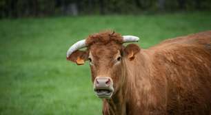 França registra a primeira morte humana pelo vírus Shamonda, que se acreditava ser exclusivo de vacas