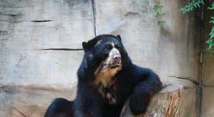 Ministério Público pede à Justiça a transferência dos ursos do Zoológico de Sorocaba para santuário