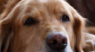O que significa quando um cachorro lhe dá mordidinhas leves? Veja o que dizem os veterinários