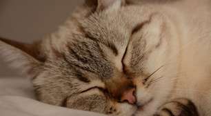 Seu pet passou pela cirurgia? Veja os cuidados específicos que gatos castrados exigem