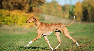 Azawakh: conheça esse antigo cão de caça que se destaca pela aparência magra e elegante