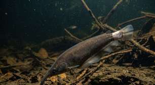 Escondido nas águas profundas do Rio Tefé, peixe elétrico revela uma nova espécie na Amazônia e atrai a atenção dos cientistas