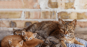 Por que a gata muda os filhotes de lugar? Veja como lidar com esse comportamento