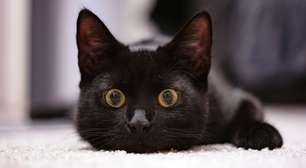 5 curiosidades que vão fazer você querer adotar um gato preto
