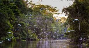 Canto de pássaros e água corrente: pesquisas revelam o impacto poderoso dos sons da floresta na saúde mental
