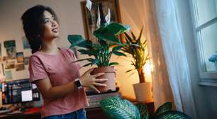 Falar com plantas funciona? Veja o que diz estudo