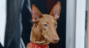 Cirneco do etna: conheça o cachorro italiano de personalidade afetuosa