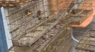 Polícia Ambiental apreende 47 aves silvestres mantidas ilegalmente em cativeiro no Recife