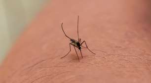 Existe algum tipo sanguíneo preferido dos mosquitos? Saiba mais