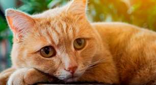 Sabia que gatos sentem o luto?
