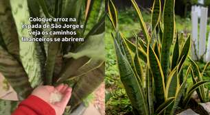 Coloque arroz na Espada de São Jorge: a simpatia simples para atrair fartura para o seu lar